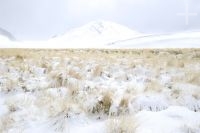 El Altiplano bajo nieve, Quebrada del Agua, cerca del paso y volcán Socompa, provincia de Salta, Argentina