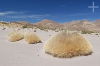 Gramíneas no Altiplano (Puna) andino, Argentina
