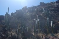 Cacti of the Trichocereus genus, near the 'Brealito' Lagoon, in the 'Calchaquí' valley, province of Salta, Argentina