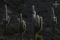 Cacti of the Trichocereus genus, Andean Altiplano (Puna), Argentina