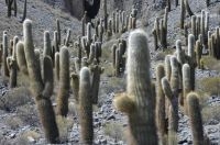 Cacti of the Trichocereus genus, Andean Altiplano, Argentina