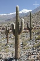Cacti in the upper Calchaquí valley, province of Salta, Argentina