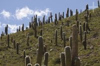 Cacti of the Trichocereus genus, in the Calchaquí valley, province of Salta, Argentina