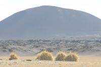 Gramíneas chamadas de 'cortaderas', ao fundo um 'jovem' vulcão, Catamarca, Argentina