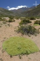 Uma 'yareta' (Azorella compacta) no Altiplano, província de Salta, Argentina