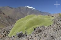 Uma 'yareta' (Azorella compacta), planta típica do Altiplano andino, Argentina