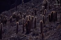 Cacti of the Trichocereus genus, Argentina, the Andes Cordillera
