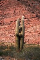 Cactus, Trichocereus genus, Andean Altiplano (high plateau), Andes Cordillera, Argentina