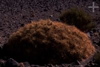 Cactus of the Trichocereus genus, in the Andean Altiplano (high plateau), the Andes Cordillera