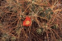 Cactus with flower, Trichocereus genus, Chile, the Andean Altiplano, the Andes Cordillera