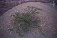 Planta crescendo em meio às pedras, Quebrada de Cafayate, Salta, Argentina, Cordilheira dos Andes