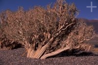 Arbustos chamados "rica rica" (Acantholippia punensis), no Altiplano andino, Cordilheira dos Andes